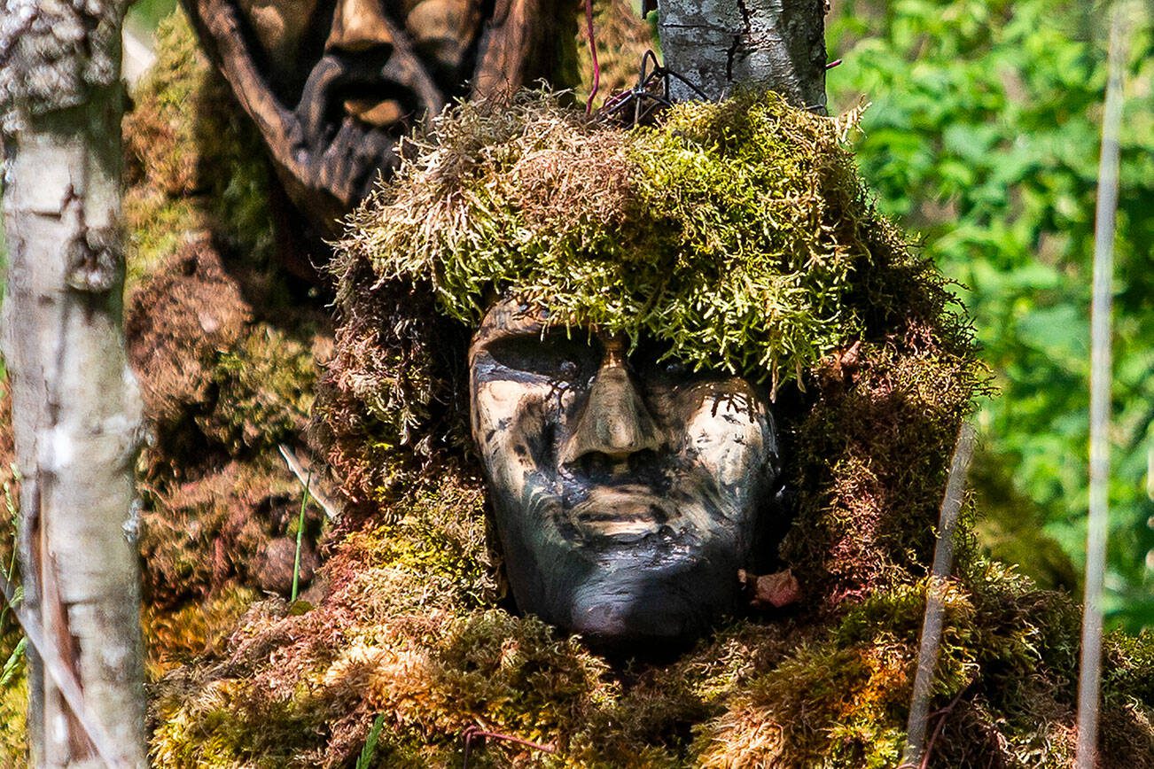 Two new figures have appeared alongside the figure known as the Lake Stevens Bigfoot-Moss Man-Sasquatch along the Stevens Creek stream on Lundeen Parkway on Wednesday, May 29, 2024 in Lake Stevens, Washington. (Olivia Vanni / The Herald)