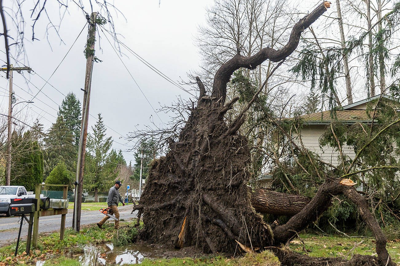 Scott Peterson walks by a rootball as tall as the adjacent power line from a tree that fell on the roof of an apartment complex he does maintenance for on Wednesday, Nov. 20, 2024 in Lake Stevens, Washington. (Olivia Vanni / The Herald)