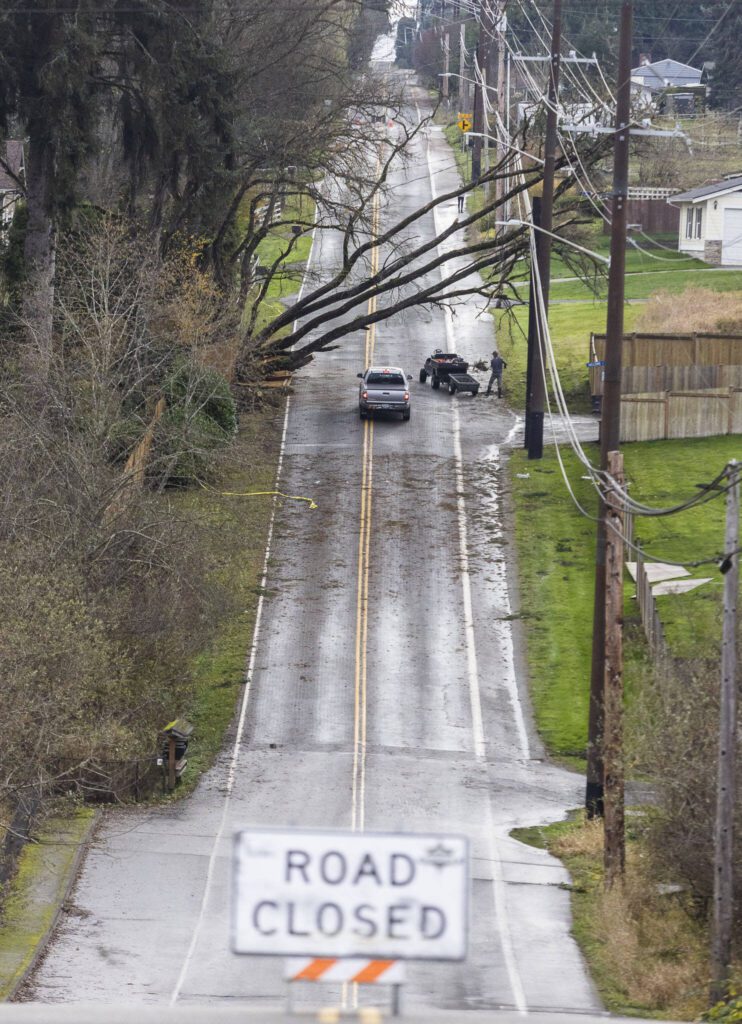 A person shovels debris next a tree that fell across 103rd Avenue Southeast and onto power lines that closed a portion of the road on Wednesday, Nov. 20, 2024 in Lake Stevens, Washington. (Olivia Vanni / The Herald)
