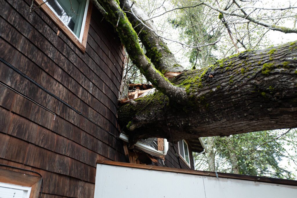 A tree fell onto a two-unit townhome in east Everett Tuesday night, shown here on Wednesday, Nov. 20, 2024. (Will Geschke / The Herald)
