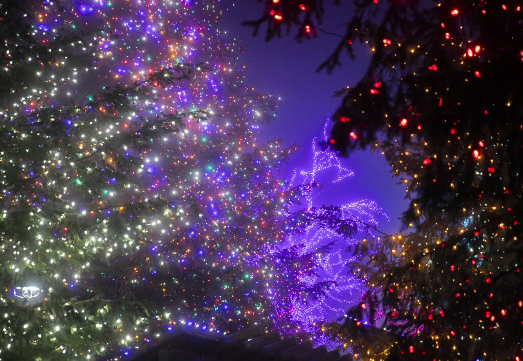 A variety of different colored lights cover the trees at Tulalip Lights & Ice on Wednesday, Dec. 4, 2024 in Tulalip, Washington. (Olivia Vanni / The Herald)
